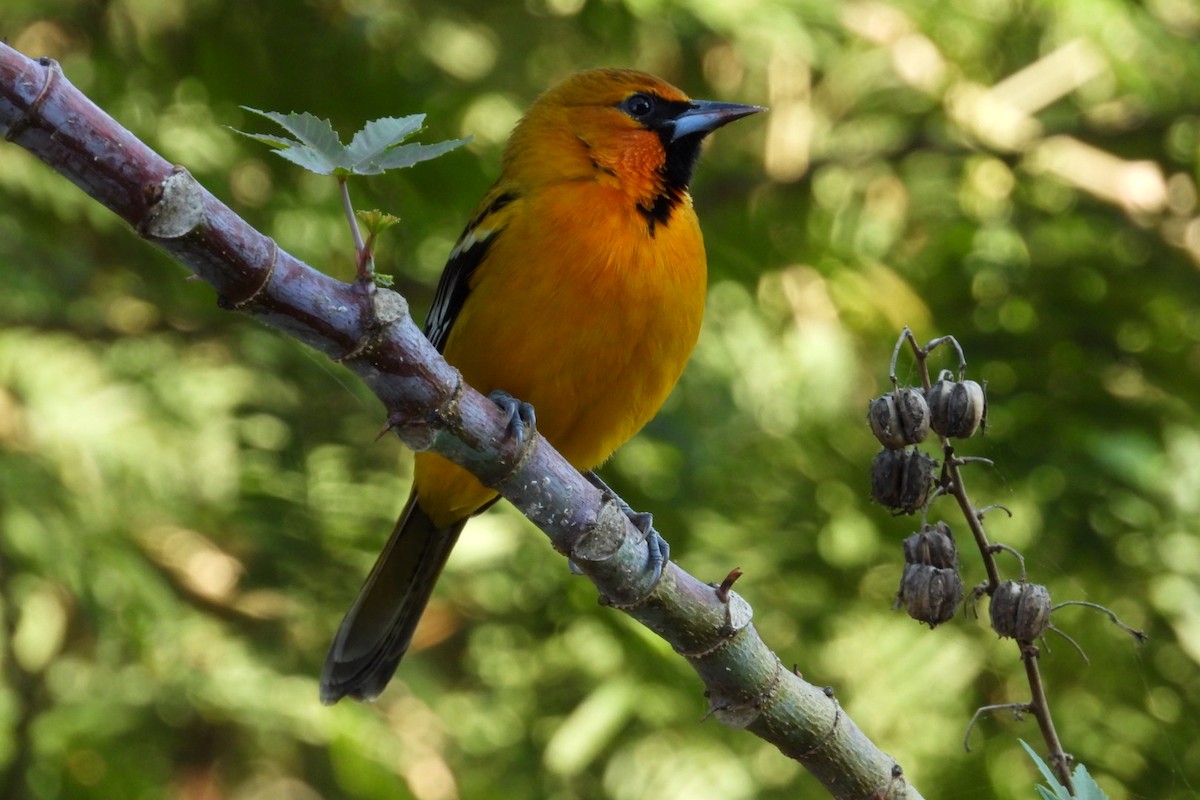 Streak-backed Oriole - ML647445907