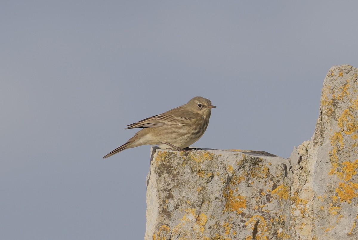 Rock Pipit - ML647445909