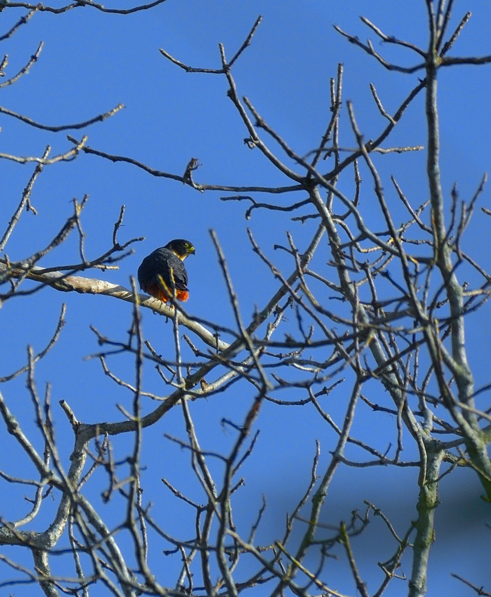 Oriental Hobby - ML647445931