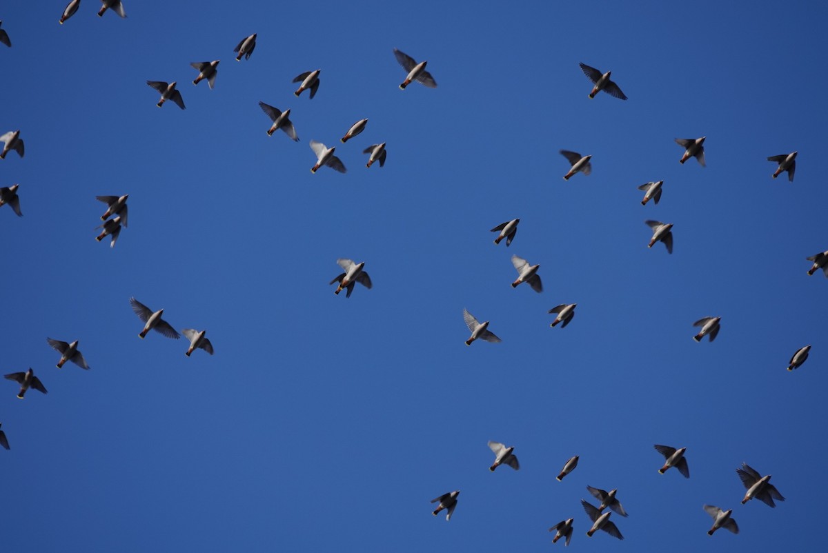 Bohemian Waxwing - ML647445934