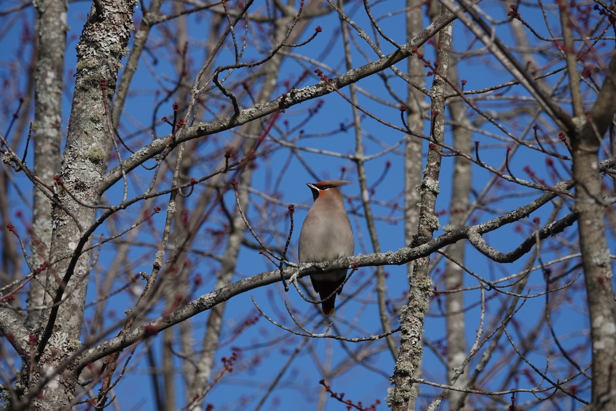 Bohemian Waxwing - ML647445935
