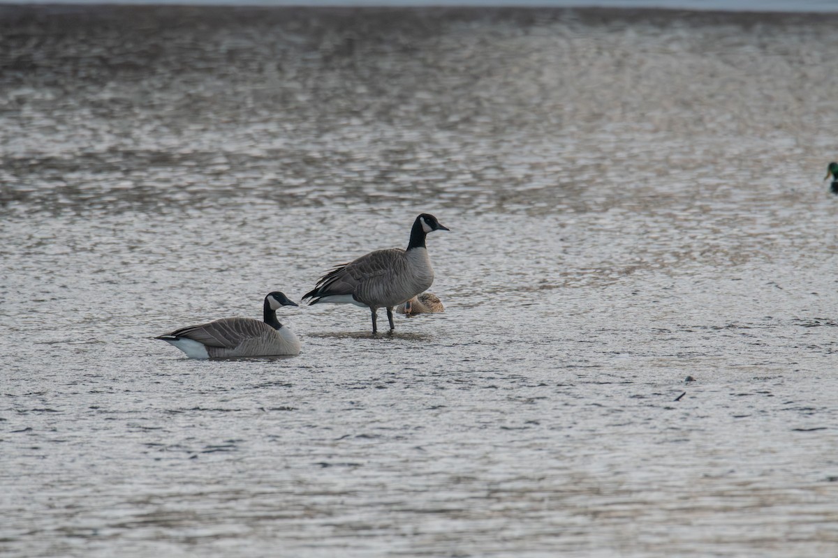 ברנטה קנדית - ML647445938