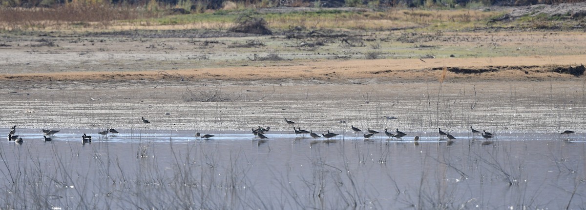 Кульон американський - ML647445939