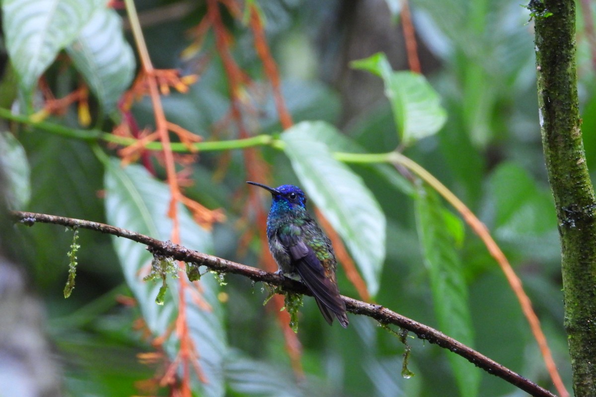 Golden-tailed Sapphire - ML647445955