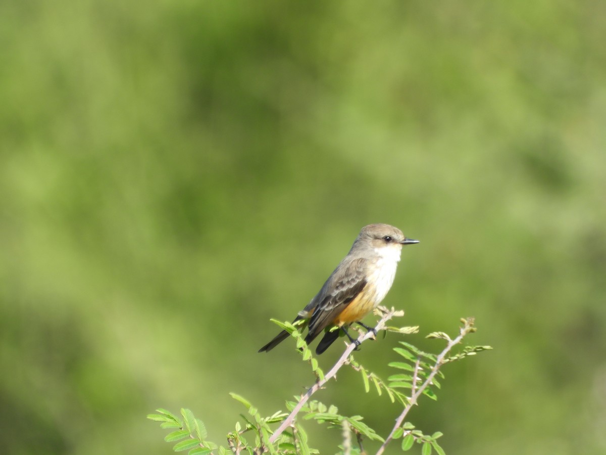 Vermilion Flycatcher (Northern) - ML647445961