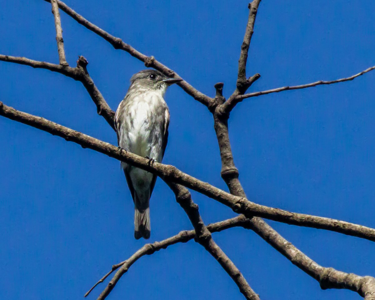 tyranovec severský - ML647445968