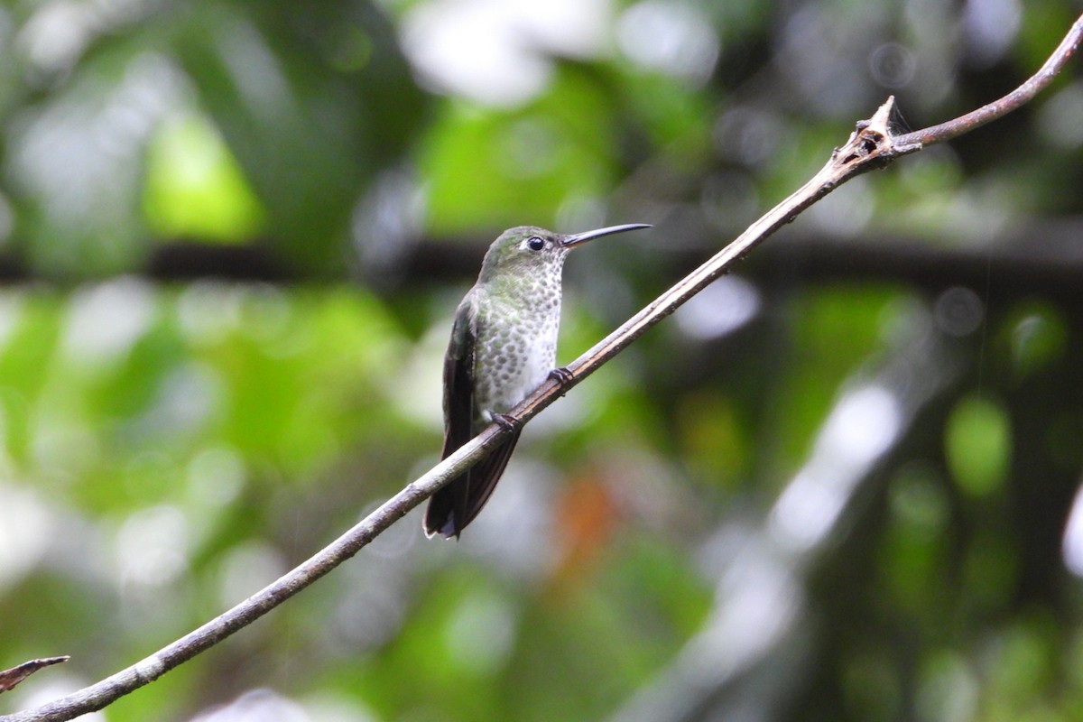 Many-spotted Hummingbird - ML647445983