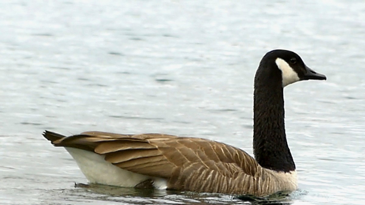 ברנטה קנדית - ML647445985