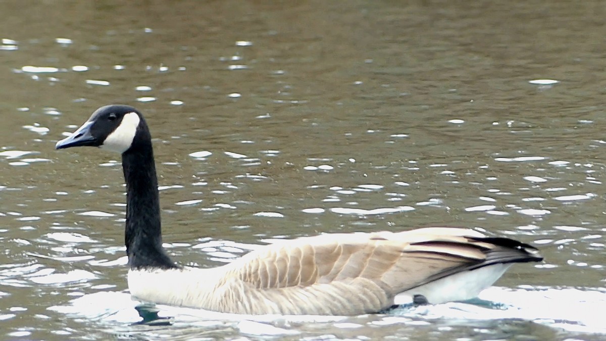 ברנטה קנדית - ML647445986