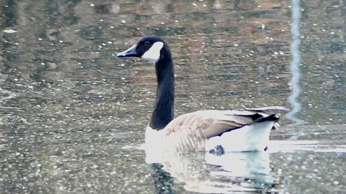 ברנטה קנדית - ML647445987