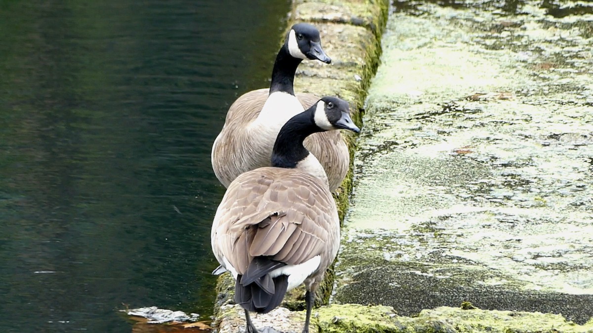 ברנטה קנדית - ML647445988