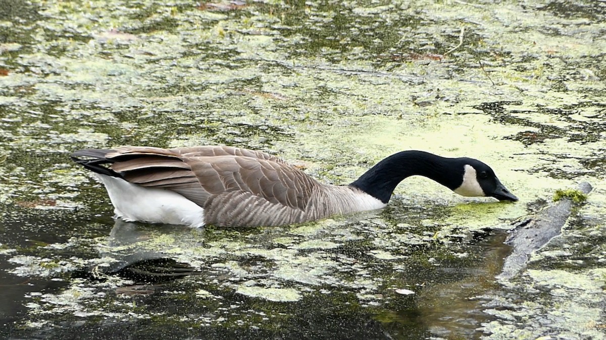 ברנטה קנדית - ML647445989