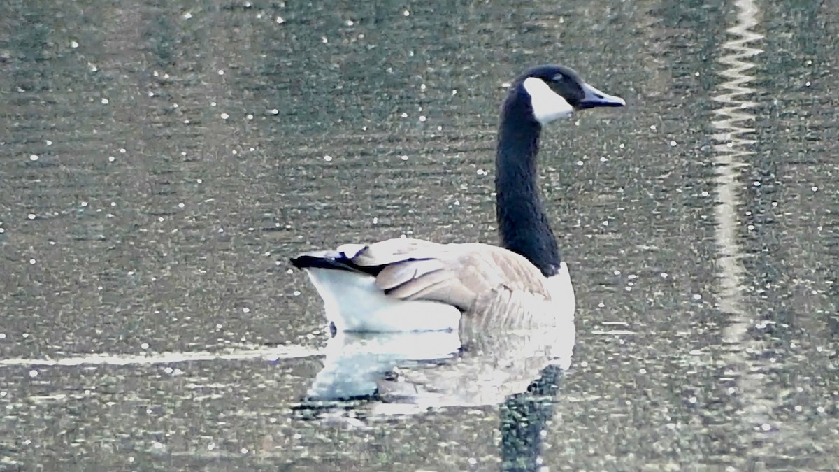 ברנטה קנדית - ML647445990