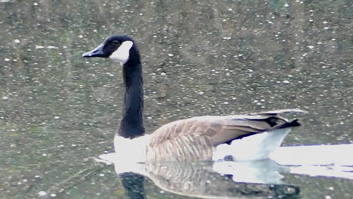 ברנטה קנדית - ML647445991