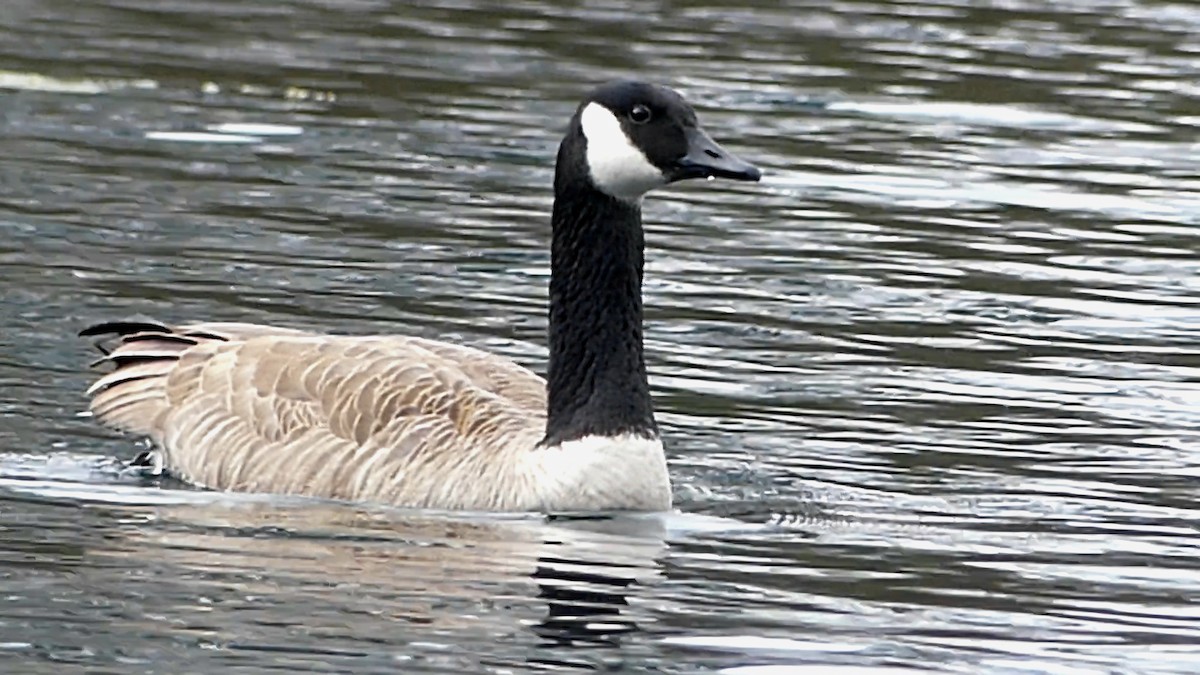 ברנטה קנדית - ML647445992