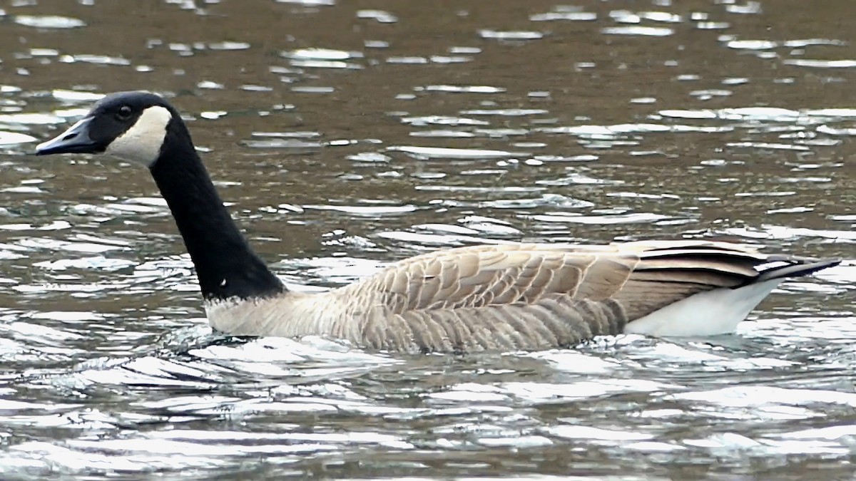 ברנטה קנדית - ML647445993