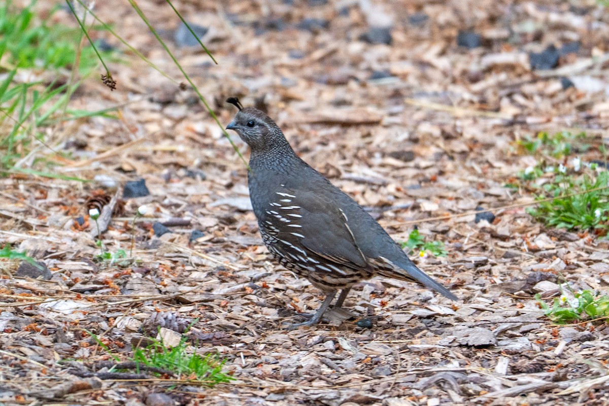 Colin de Californie - ML647445996