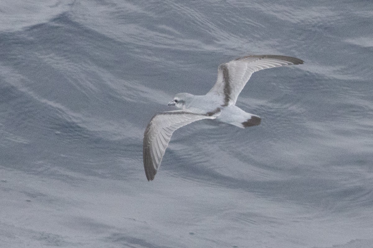 ハシブトクジラドリ - ML647445998