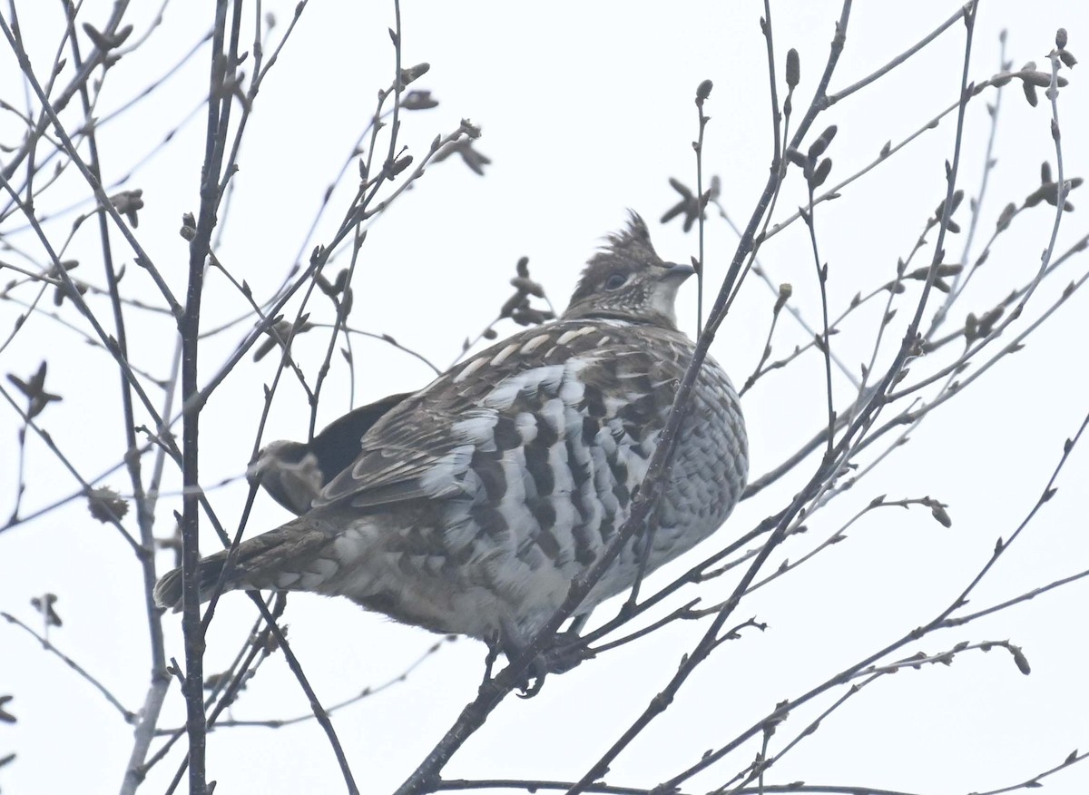 jeřábek kanadský - ML647446001