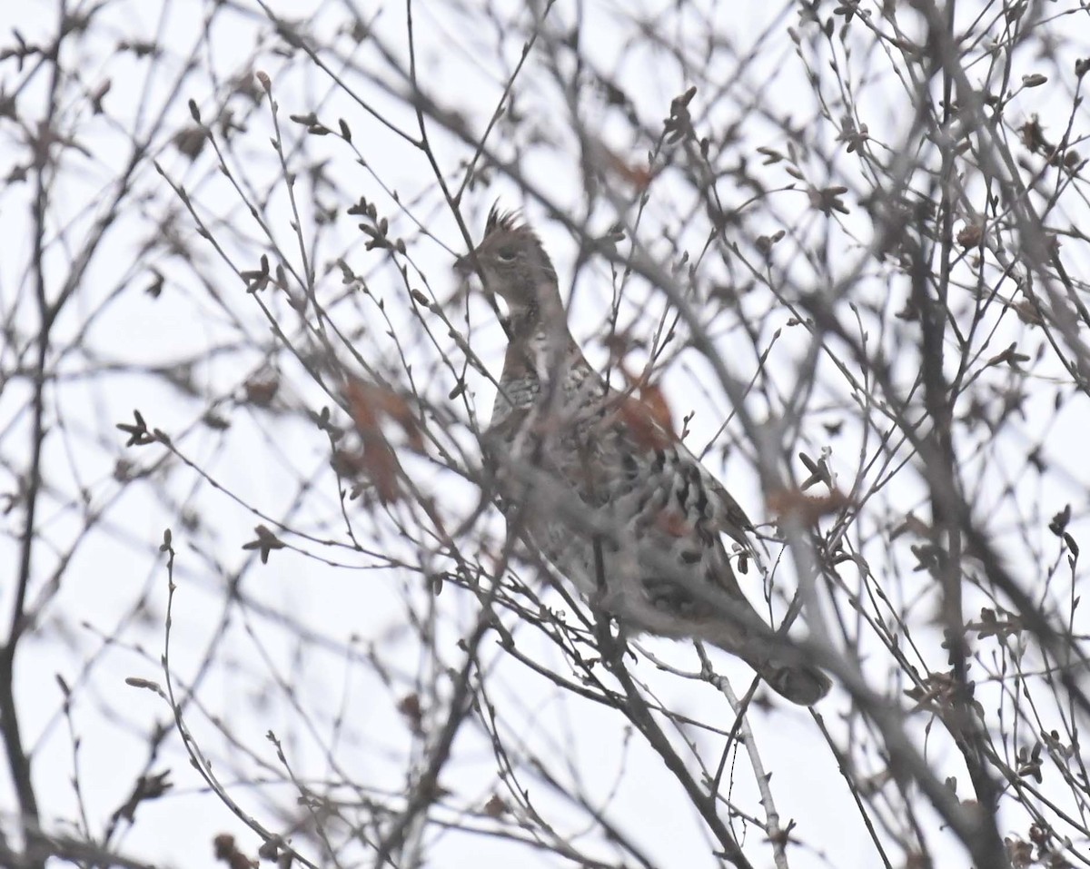 jeřábek kanadský - ML647446002