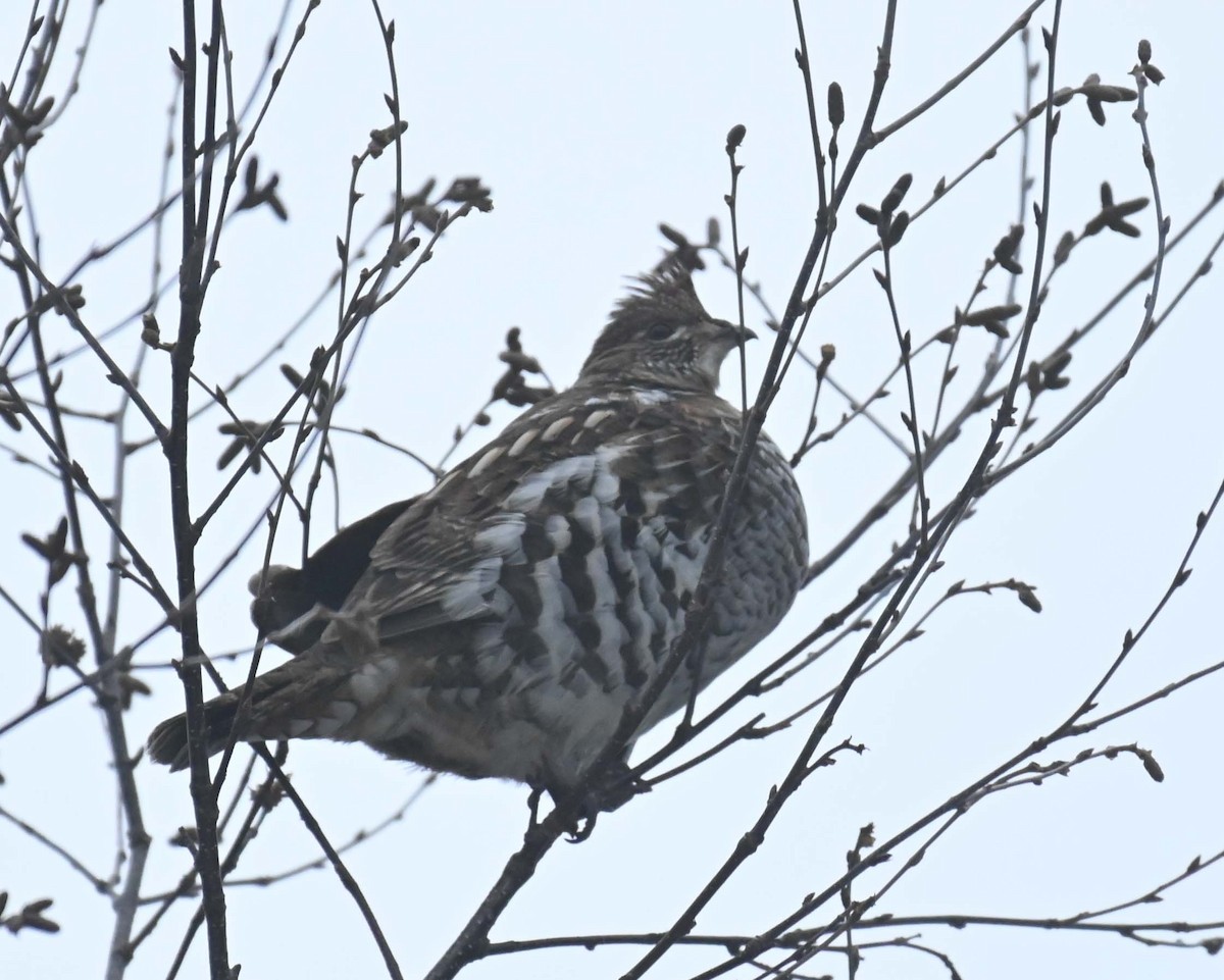 jeřábek kanadský - ML647446012