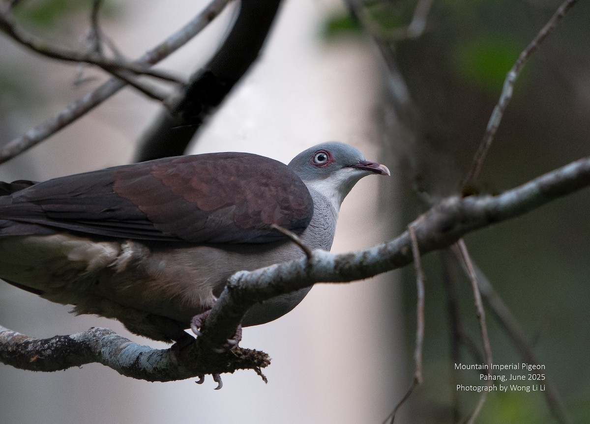 Mountain Imperial-Pigeon - ML647446014