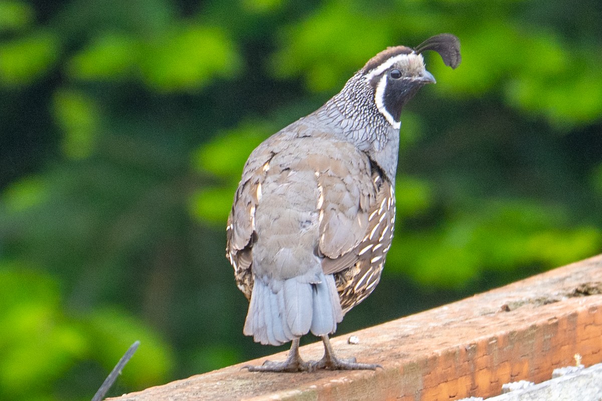 Colin de Californie - ML647446016