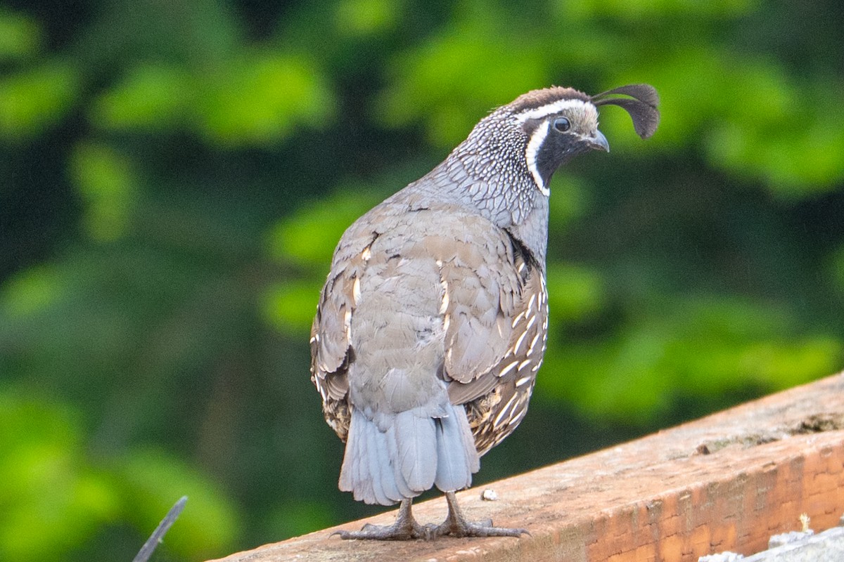 Colin de Californie - ML647446022