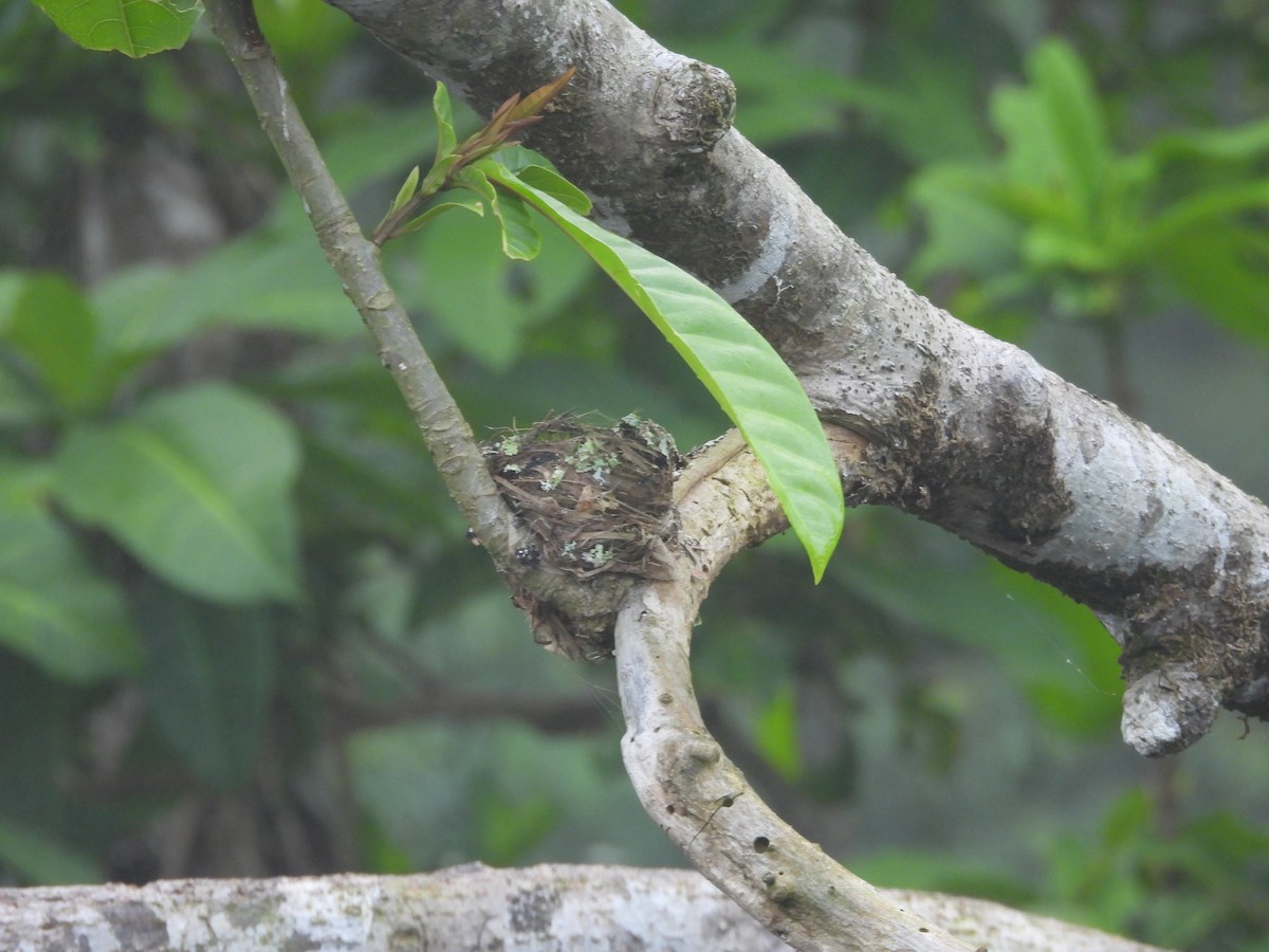 Shining Flycatcher - ML647446027