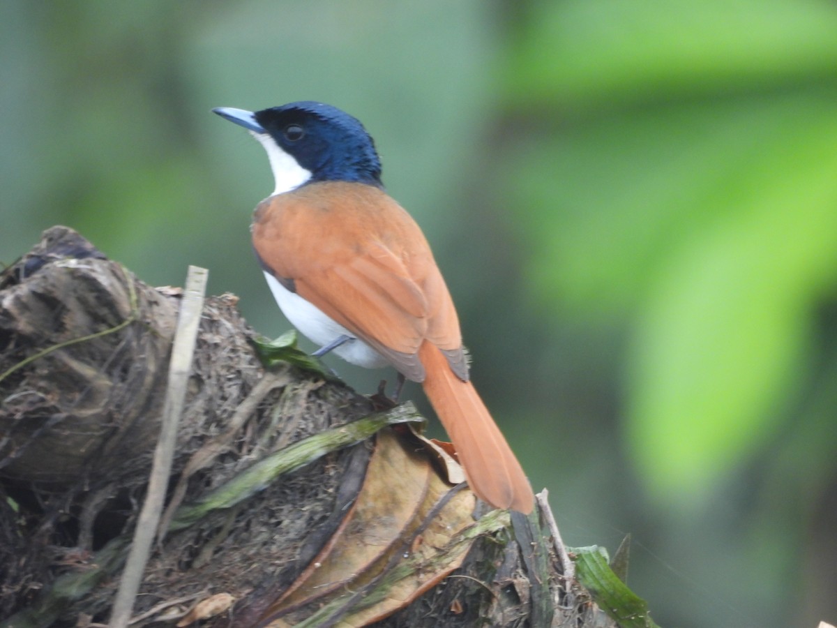 Shining Flycatcher - ML647446028