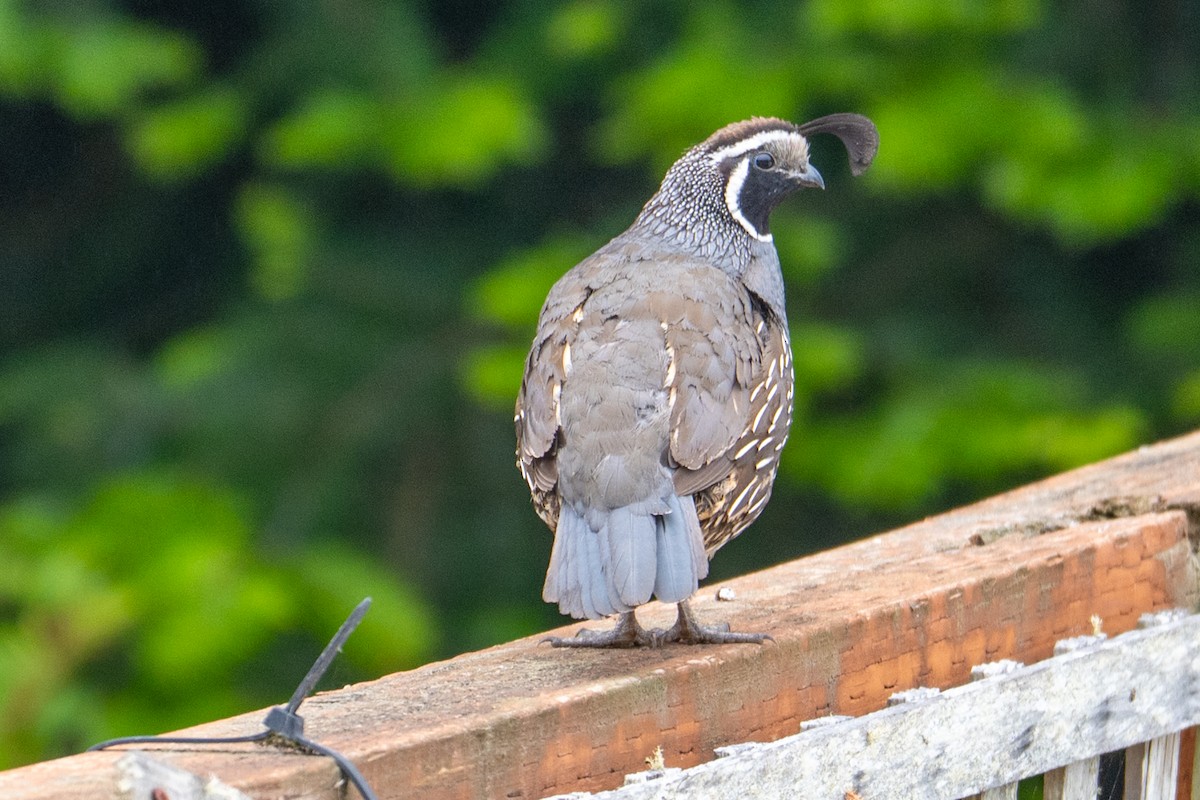 Colin de Californie - ML647446029