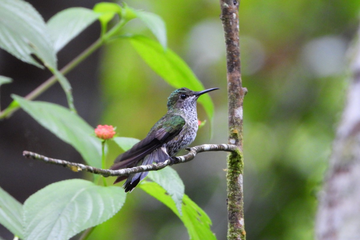 Many-spotted Hummingbird - ML647446030