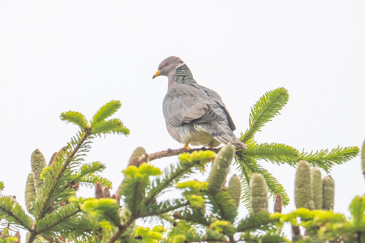 Pigeon à queue barrée - ML647446044