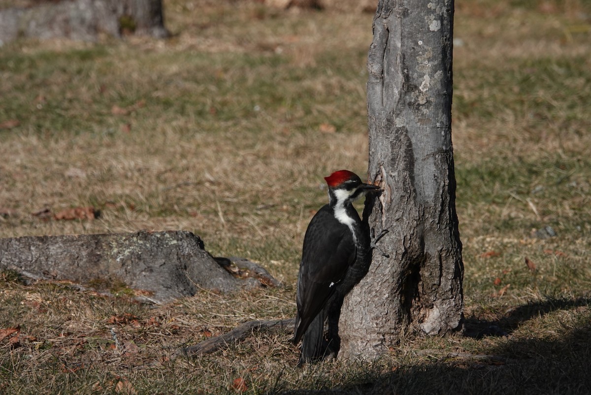 Pileated Woodpecker - ML647446046