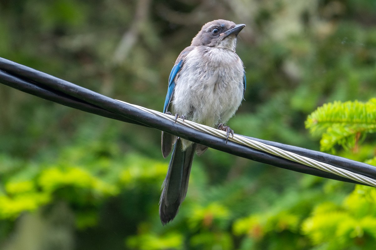 Geai buissonnier - ML647446058