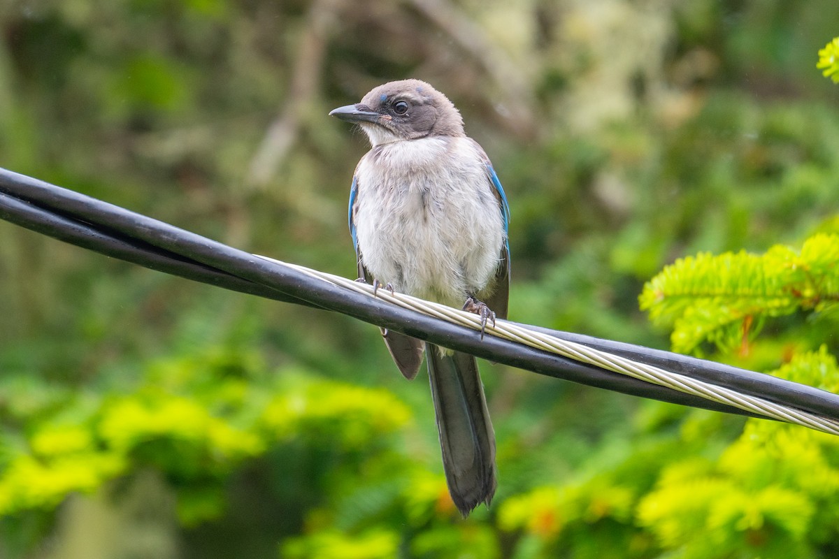 Geai buissonnier - ML647446064