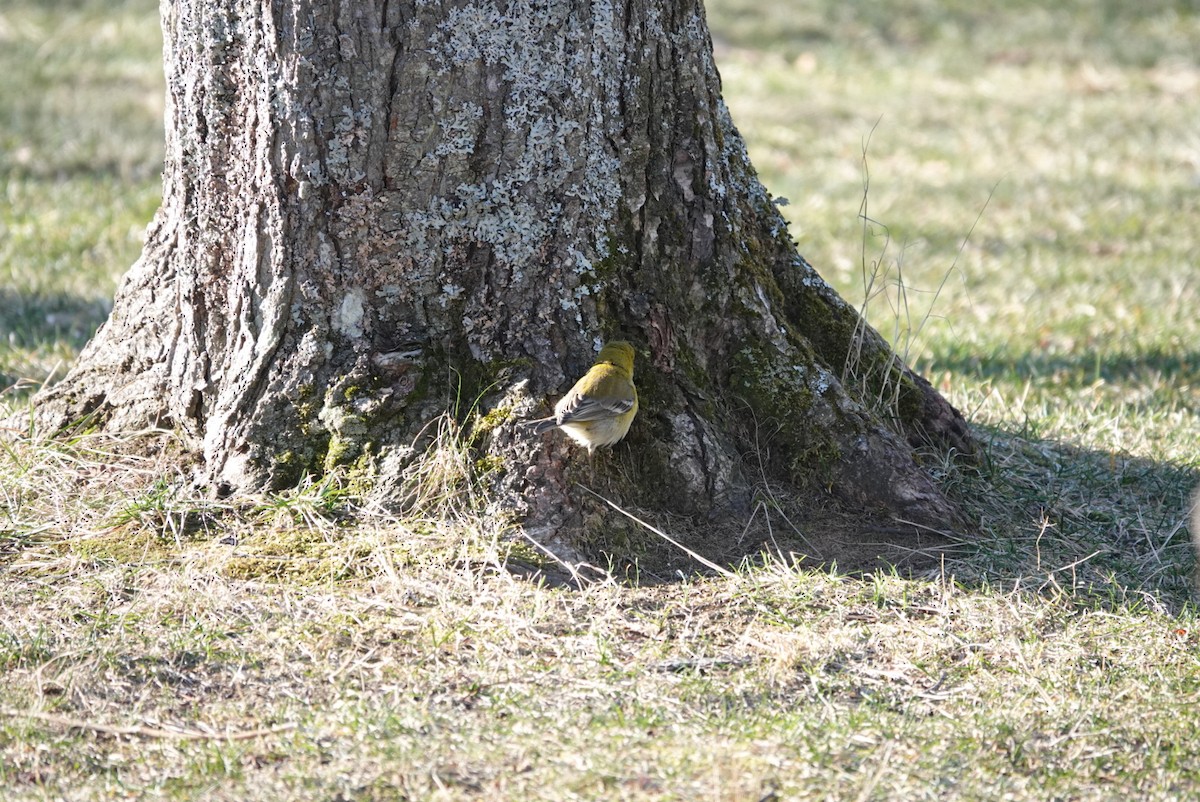 Pine Warbler - ML647446068