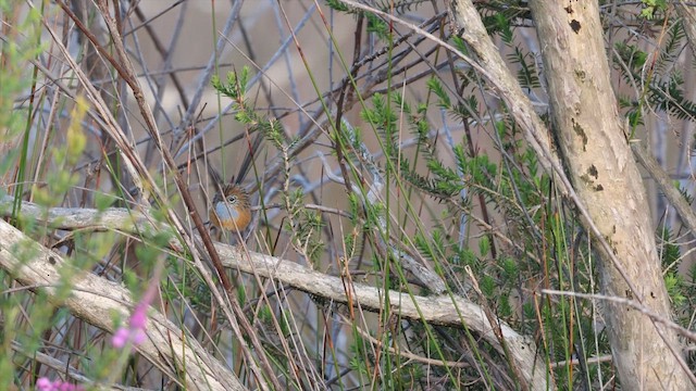 Малюр-м’якохвіст рудолобий - ML647446069