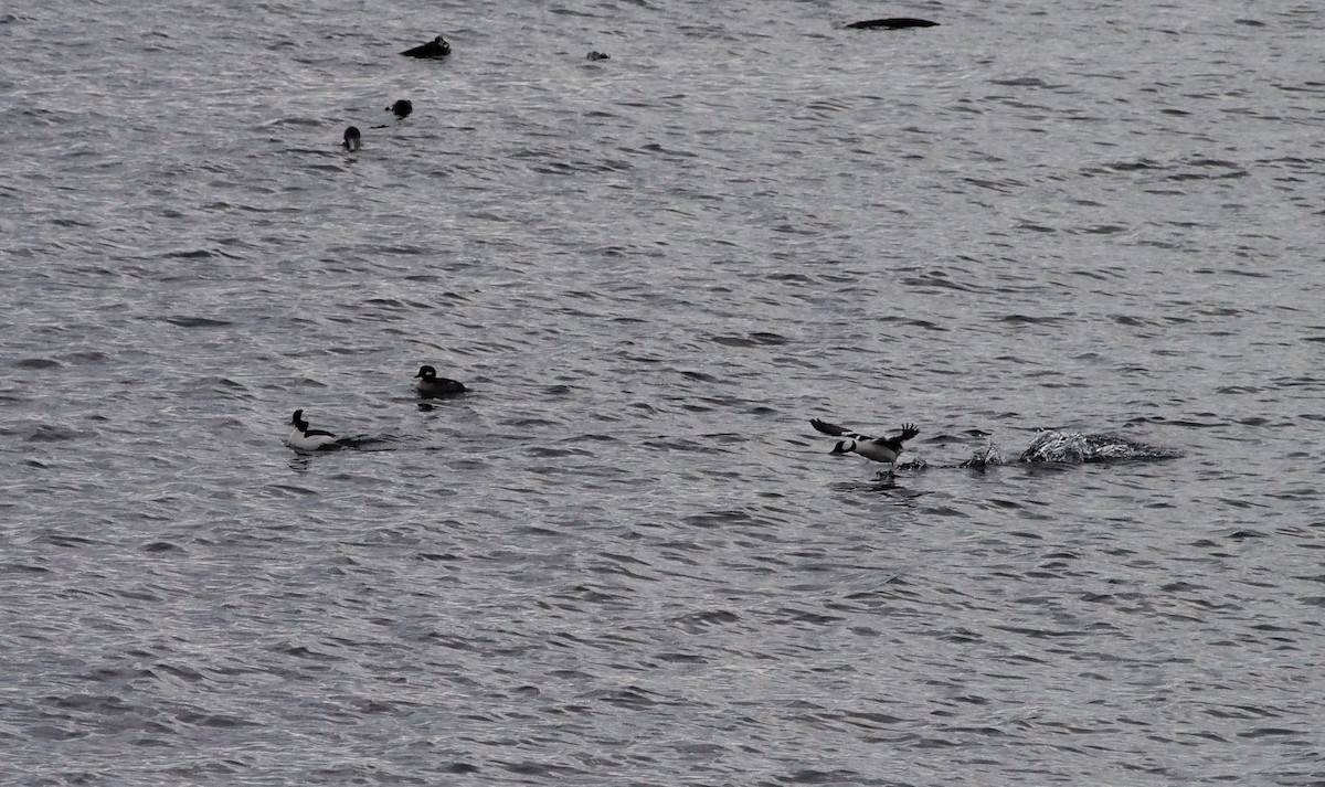 Bufflehead - ML647446070