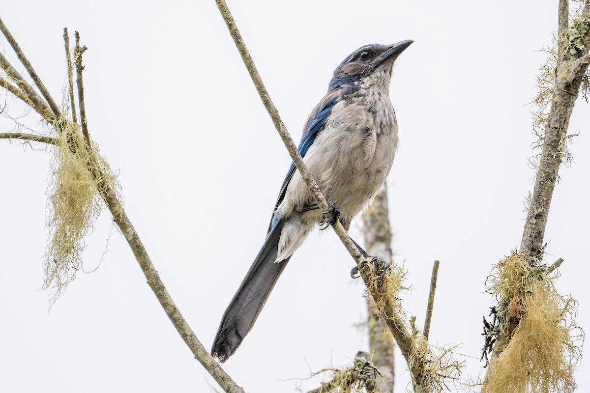 Geai buissonnier - ML647446075