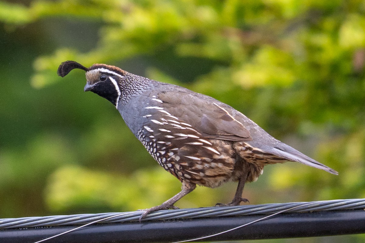 Colin de Californie - ML647446085