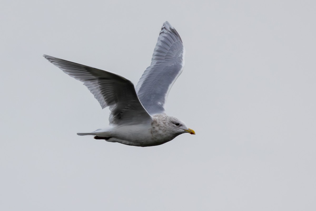 アイスランドカモメ - ML647446087