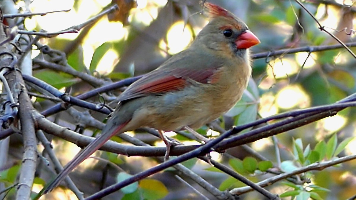 rødkardinal - ML647446091