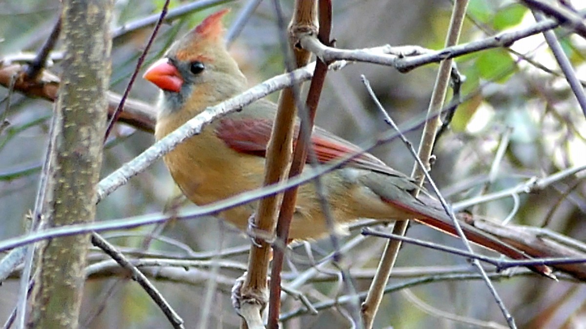 rødkardinal - ML647446092