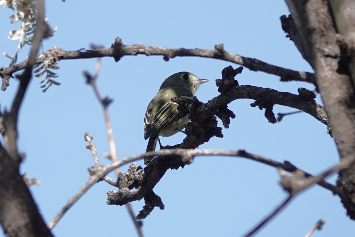 Віреон короткодзьобий [група stephensi] - ML647446095