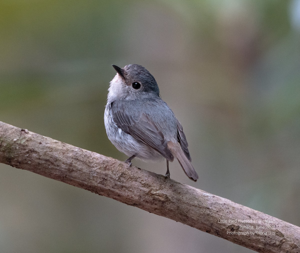 Elsterschnäpper - ML647446098