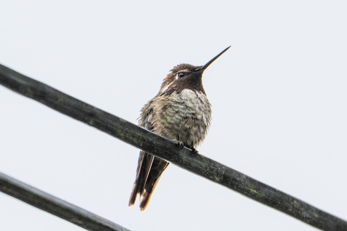 Colibri d'Anna - ML647446099