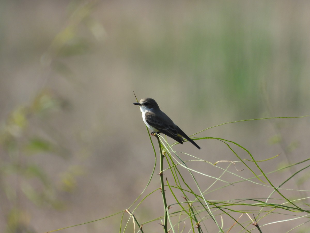 Vermilion Flycatcher (Northern) - ML647446102
