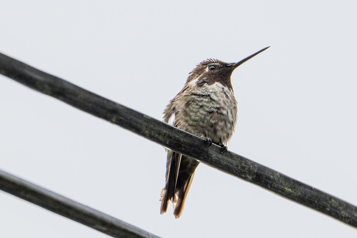 Colibri d'Anna - ML647446105