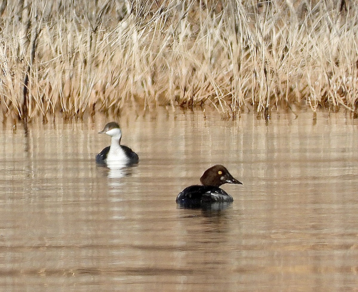 Horned Grebe - ML647446107